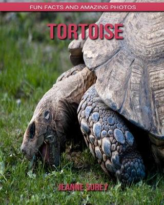 Book cover for Tortoise