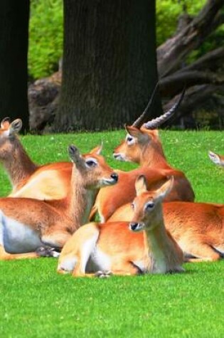 Cover of Lychee-Marsh-Antelopes, for the Love of Animals