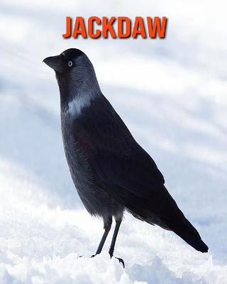 Book cover for Jackdaw