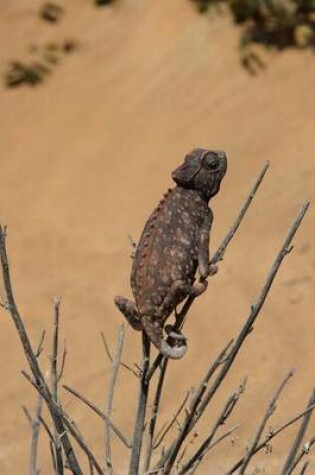 Cover of Namaqua Chameleon (Camaeleo Namaquensis) in Namib Desert Journal