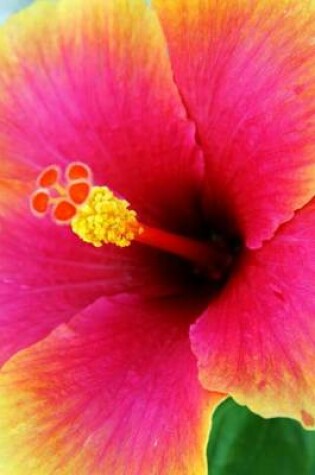 Cover of Pink and Orange Hibiscus (for the Love of Flowers)