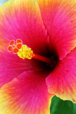 Book cover for Pink and Orange Hibiscus (for the Love of Flowers)