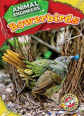 Cover of Bowerbirds