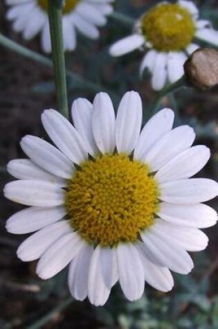 Cover of Daisy Argyranthemum Haouarytheum Wildflower Journal