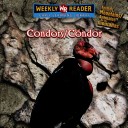 Book cover for Condors / Cóndor