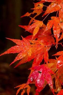 Book cover for Red Japanese Maple Leaves Glistening From the Rain Journal