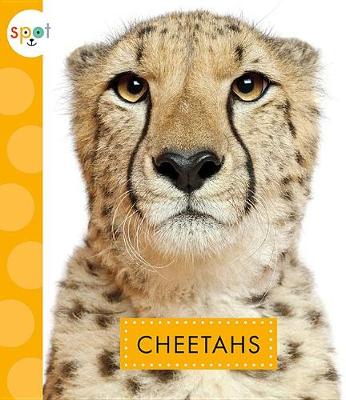 Book cover for Cheetahs