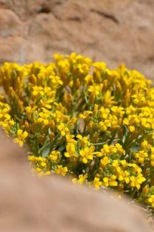 Cover of Sharp-Leaf Twinpod Flowers Blooming in the Desert (Physaria Acutifolia)