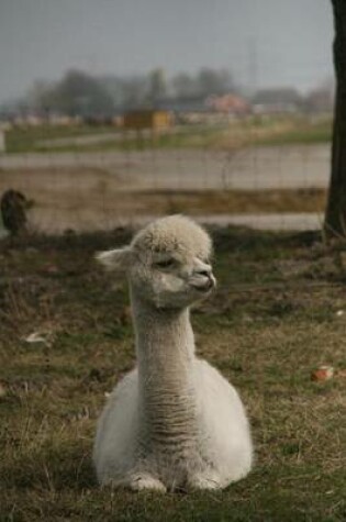 Cover of An Alpaca Looking Smug, for the Love of Animals