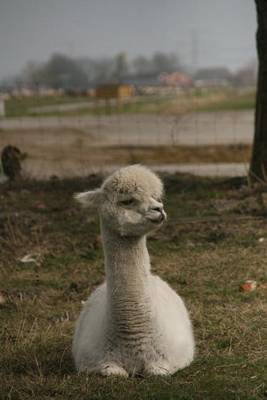 Book cover for An Alpaca Looking Smug, for the Love of Animals