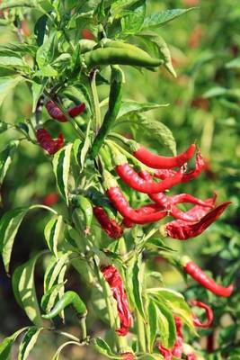 Book cover for Red Chili Peppers on the Bush