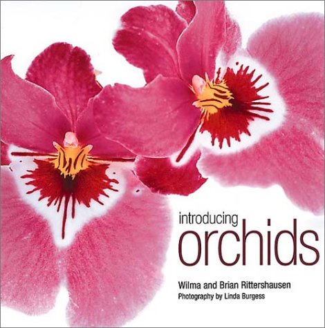 Book cover for Introducing Orchids