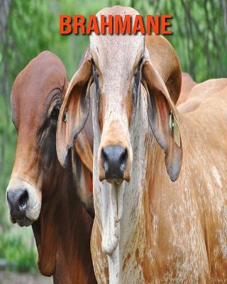 Book cover for Brahmane