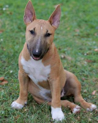 Book cover for Miniature Bull Terrier