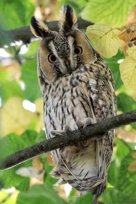 Book cover for Long Eared Owl Bird Journal