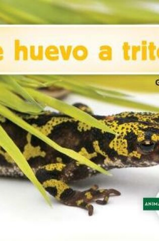 Cover of de Huevo a Tritón (Becoming a Newt)