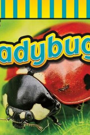 Cover of Ladybugs