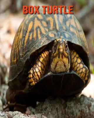 Book cover for Box Turtle