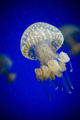 Book cover for A Magnificent Jellyfish