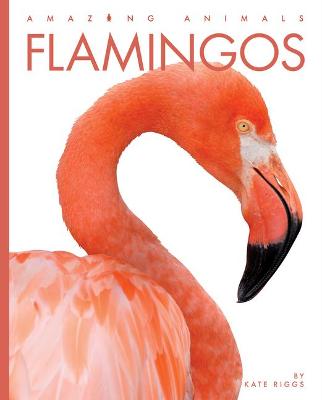 Book cover for Flamingos