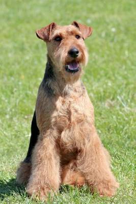 Book cover for Welsh Terrier