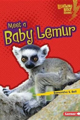 Cover of Meet a Baby Lemur