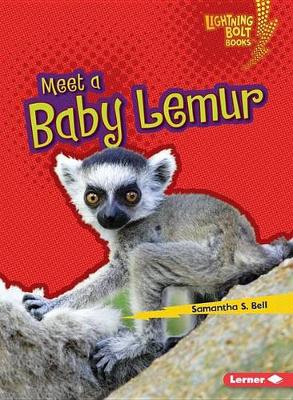 Book cover for Meet a Baby Lemur