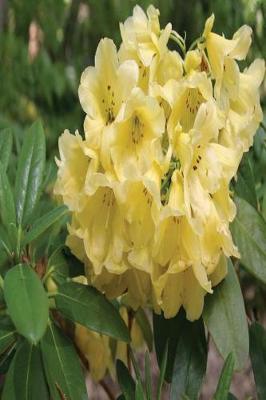 Cover of Floral Journal Rhododendron Blooms