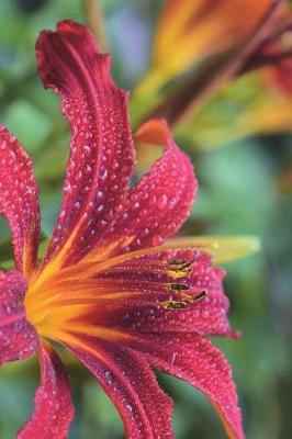 Book cover for Brilliant Red and Orange Lily Covered in Morning Dew Journal