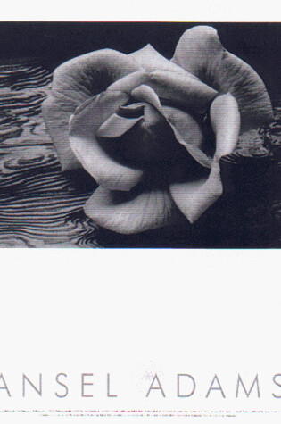 Cover of Rose and Driftwood Poster