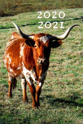 Book cover for Texas Longhorn Cattle Steer Cow Lover 25 Month Weekly Planner Dated Calendar for Women & Men