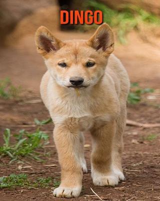 Book cover for Dingo