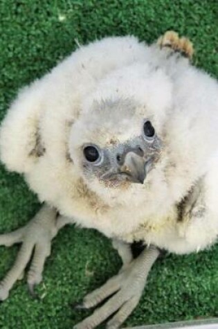 Cover of Baby Gyr Falcon Chick Bird of Prey Journal