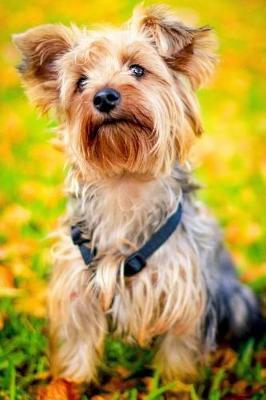 Book cover for Cute Little Yorkie In the Autumn Grass Journal