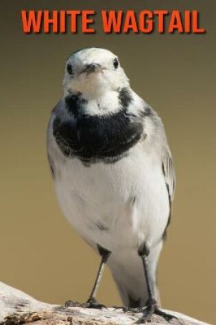 Cover of White Wagtail