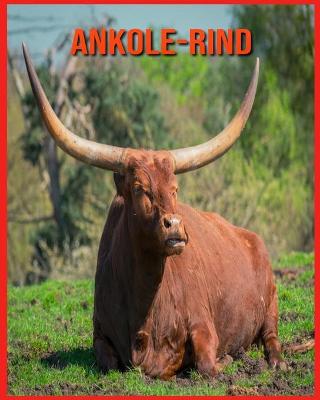 Book cover for Ankole-Rind