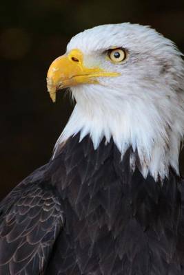 Book cover for Eagle Portrait Bird Journal