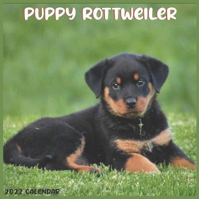 Book cover for Rottweiler Puppy 2022 Calendar