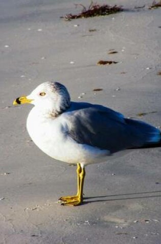 Cover of Ring Billed Gull Standing on the Florida Shore, Birds of the World