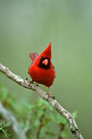 Cover of Red Male Northern Cardinal Bird Journal