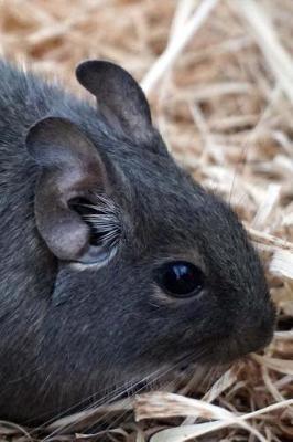 Book cover for A Common Degu Journal