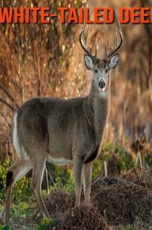 Cover of White-Tailed Deer