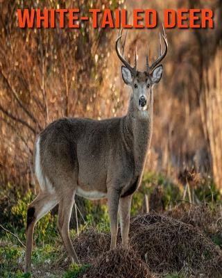 Book cover for White-Tailed Deer