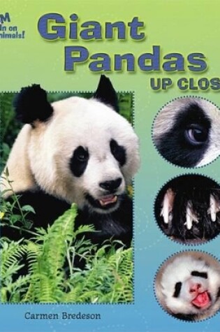 Cover of Giant Pandas Up Close