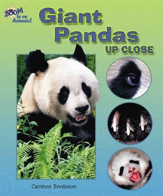 Cover of Giant Pandas Up Close