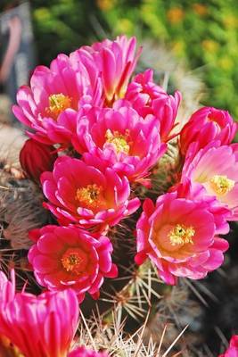 Book cover for Pink Cactus Flowers (for the Love of Gardening)