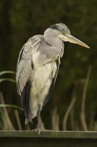 Cover of A Gray Heron Perched on a Green Wood Fence Journal