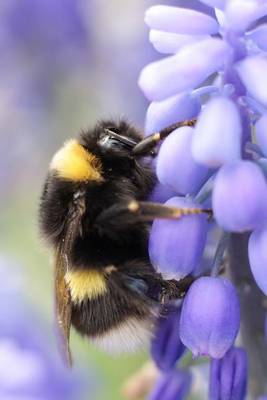 Book cover for Bumble Bee on a Violet Journal