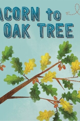 Cover of Life Cycles: Acorn to Oak Tree