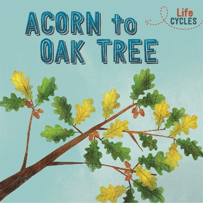 Cover of Life Cycles: Acorn to Oak Tree